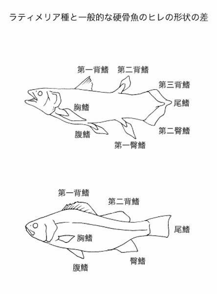 Coelacanth Complex
