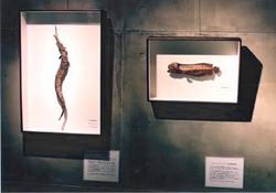 幻の獣たち〜私的博物標本の展示