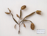 「Dionaea monstrum」