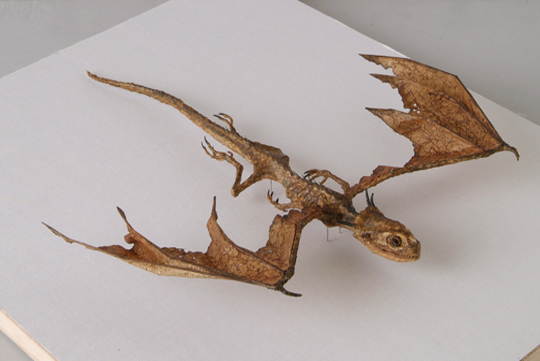 「Dracorex quattuorcornus」