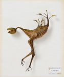 大口鳥脚木　：　オオグチトリアシボク