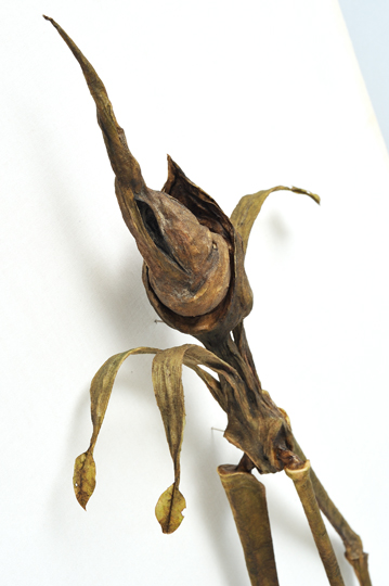 三脚塊茎草　：　サンキャクコンケイソウ