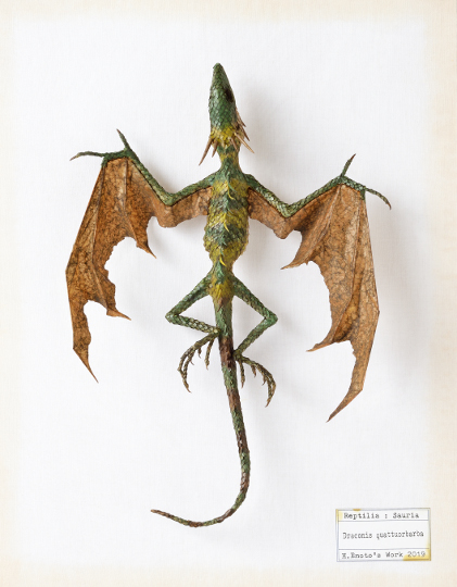 Draconis quattuorbarba