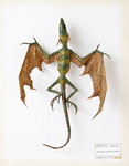 Draconis quattuorbarba
