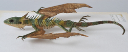 Draconis quattuorbarba