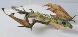 Draconis quattuorbarba
