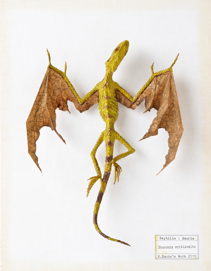 Draconis vridiscelto