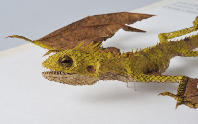 Draconis vridiscelto