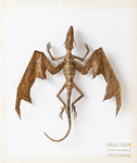 Dracorex  fuscustigris