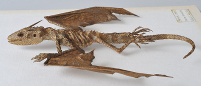 Dracorex  fuscustigris