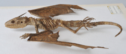 Dracorex  fuscustigris