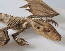Dracorex  fuscustigris