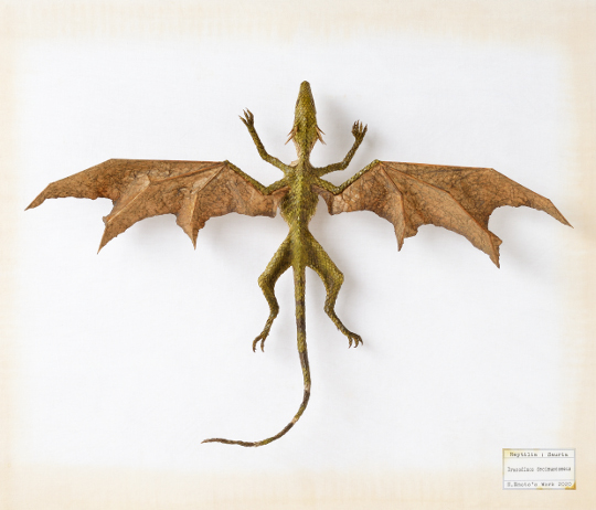 Dracodinos decimuscorneus