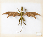 Dracodinos decimuscorneus