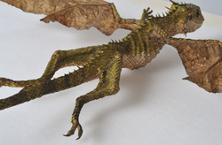 Dracodinos decimuscorneus