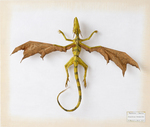 Dracodinos densasilva