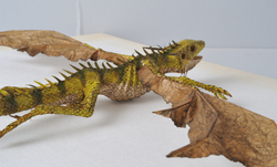 Dracodinos densasilva