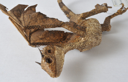 Dracostatum alarm
