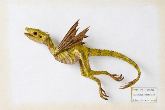 Dracostatum iuwenesfolium