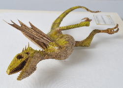 Dracostatum iuwenesfolium