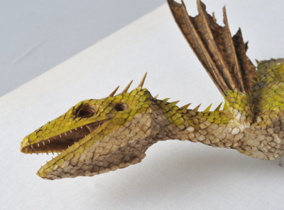 Dracostatum iuwenesfolium