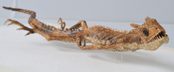Agama kakatal