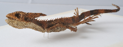 Agama kakatal