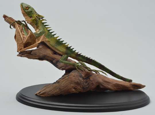 Draconis quattuorbarba
