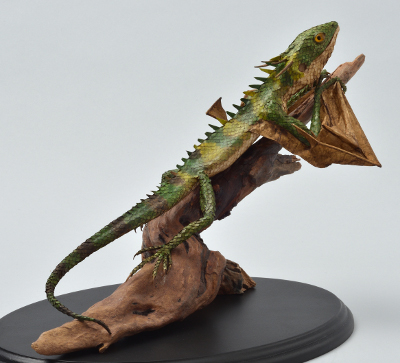 Draconis quattuorbarba