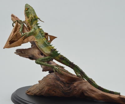 Draconis quattuorbarba