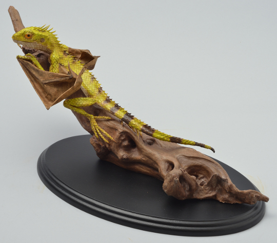 Draconis vridiscelto