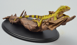 Draconis vridiscelto