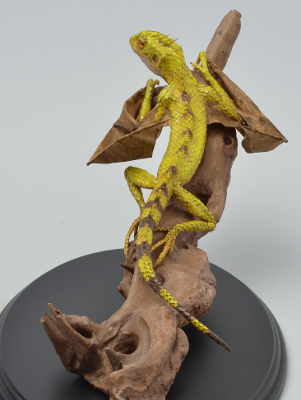 Draconis vridiscelto