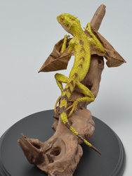 Draconis vridiscelto