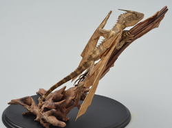 Dracorex  fuscustigris