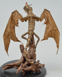 Dracorex  fuscustigris